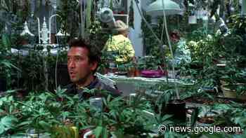 Come nel film L'erba di Grace, trasforma il sottotetto in una serra per la marijuana - MilanoToday.it