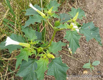 L'erba del diavolo infesta i campi di spinacio e fagiolino - Terra e Vita - Terra è vita