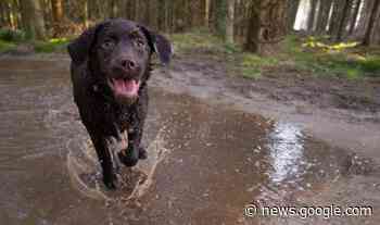 Top ten dog walks in St Helens as we celebrate Walk Your Dog Month - St Helens Star