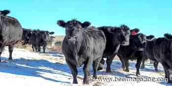 January 1 cattle on feed declined from 2022