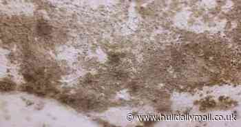 Council tenant was unable to cook for months due to strong stench of untreated damp in kitchen