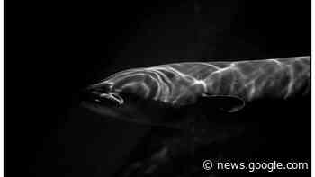 Half of NZ's rivers blocked to struggling native fish - New Zealand Herald