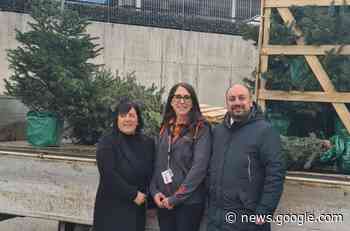 Castelnuovo del Garda si riempie di 25 nuovi abeti - Daily Verona Network