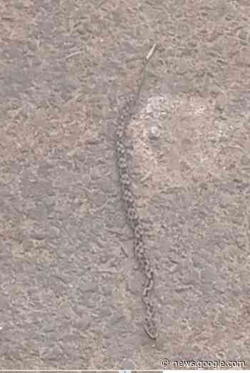 Polícia Militar Ambiental de Jardim captura filhote de serpente ... - ArapuaNews