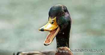 Former police chief blasts prison therapy ducks for convicted gang members