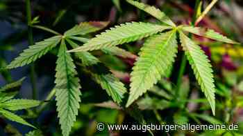 Polizei beschlagnahmt 50 Cannabispflanzen, Schlagring und Samuraischwert