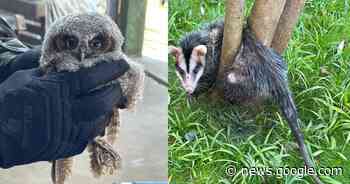 Polícia Ambiental resgata Coruja e Gambá feridos em Canela e ... - Jornal Digital Canela