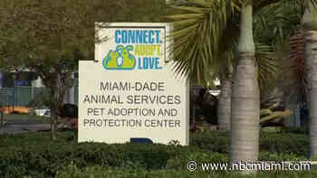 Longtime Miami-Dade Animal Services Vet Tech Arrested, Accused of Beating Puppy