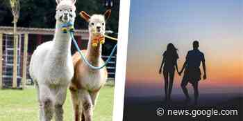 HA+ Mit Alpakas in den Sonnenuntergang gehen: Fünf Ideen für ein ... - Hertener Allgemeine