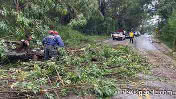 Árvores caem em estrada durante chuva em Mairinque - São Roque Notícias