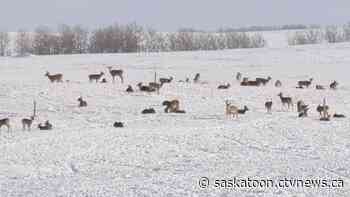 Hundreds of deer descended on a Sask. farmer's property. Then the coyotes came.