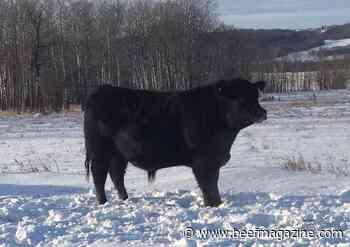 Bovine venereal diseases – Should you be concerned?