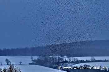 Wie im Hitchcock-Film: Bergfinken im Tiefflug über Weser und Solling