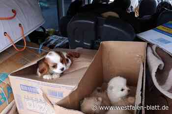 Lübbecker Tierheim warnt: Welpen nicht online kaufen!