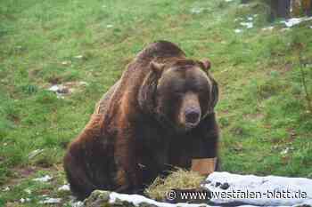 Max wird 30: Bärige Geburstagsparty in Bielefeld