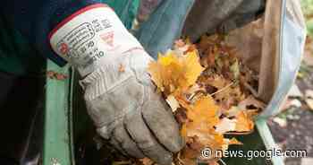 Grünabfall-Annahmestelle in Steinfeld öffnet einen Monat früher ... - Rheinpfalz.de