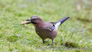 Wintervögel in Deutschlands Gärten machen sich rar