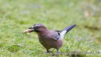 Wintervögel in Deutschlands Gärten machen sich rar