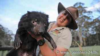 „Echte VIPs“: Tasmanische Teufel als Jetsetter