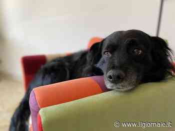 Quanti animali posso avere in casa? Risponde la Cassazione