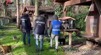 CONTROLLI DEI NAS, NEL MIRINO CANILI E GATTILI ... - Tvqui