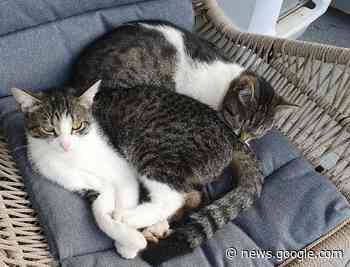 Angst vor einem Katzenhasser - Cochem / Zell - WochenSpiegel