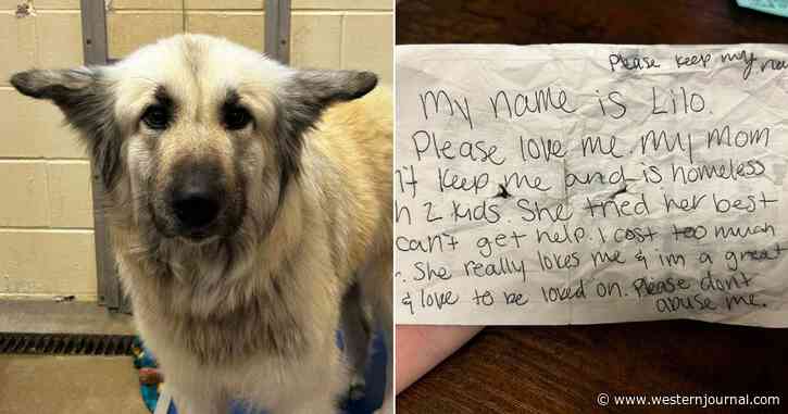 Dog Found Wandering with Tragic Note on Collar, Now Rescue Is Earnestly Trying to Find Her Owner