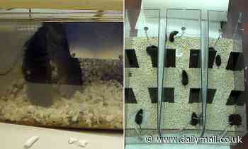 Shocking footage shows 'cruel' experiments carried out on rodents at taxpayer-funded lab in Oregon