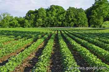 How Brazilian agriculture is offering sustainable solutions - The Parliament Magazine