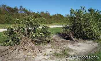 Hurricane Ian estimated agriculture damage tops $1 billion - fortmyers.floridaweekly.com