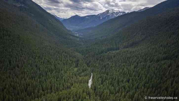 B.C. valley of ancient trees, rare animals preserved in deal with forest firm