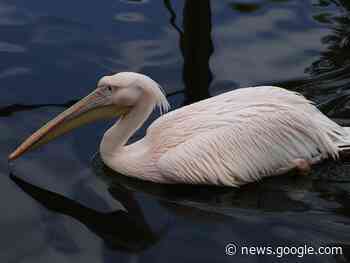 Nach 5 Tagen Reise: Pelikan wieder in Mannheim - Regenbogen
