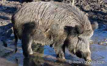 COLDIRETTI VERCELLI-BIELLA – Cinghiali: fallimentari le soluzioni ... - vercellioggi.it/