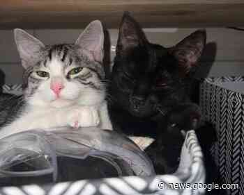 Saronno, lieto fine per i gattini salvati da Enpa ad Halloween - ilSaronno