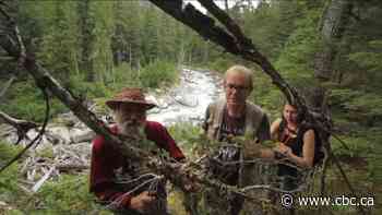 B.C. valley of ancient trees, rare animals preserved in deal with forest firm