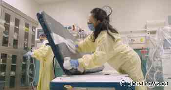 COVID hospitalizations continue to trend downward in Alberta; ICU admissions hold