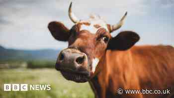 Climate change: Bill Gates backs Australian start-up targeting cow burps