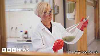 Turning problem sea algae into a replacement for plastic