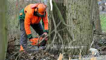 Pilz hat Baum befallen Große Buche vor Stadthalle Parchim muss ... - svz – Schweriner Volkszeitung