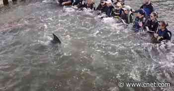 Watch a Long Human Chain of Biologists Save This Dolphin's Life     - CNET
