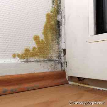 Verbände rechnen mit mehr Schimmelbefall in Wohnungen - radioeuskirchen.de