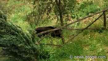 Via libera al piano anti cinghiale a Sant'Oreste - RomaToday
