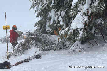 More falling, dangerous trees force closures at Vernon ski hill ... - Vernon Morning Star