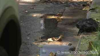 311 Calling Concerns: Water Leaks and City Calls For Service Initially Met With Silence