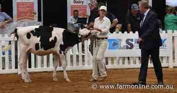 Action from the classes in the International Dairy Week Holstein Show