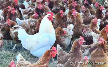 Geflügelpest im Landkreis Schmalkalden-Meiningen - Weiterer ... - Rhönkanal