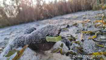 VEEHOUDER WEG UIT DE HOEF NA GEVONDEN DODE SCHAPEN - RTV Ronde Venen