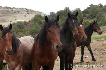 $25,000 reward offered in case of slaughtered wild horses