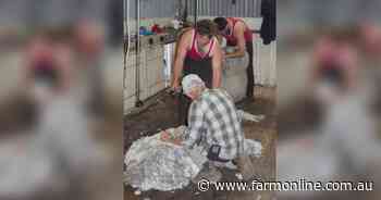 Looking overseas for wool industry labour fix