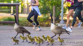 How to register for Colorado's largest running event